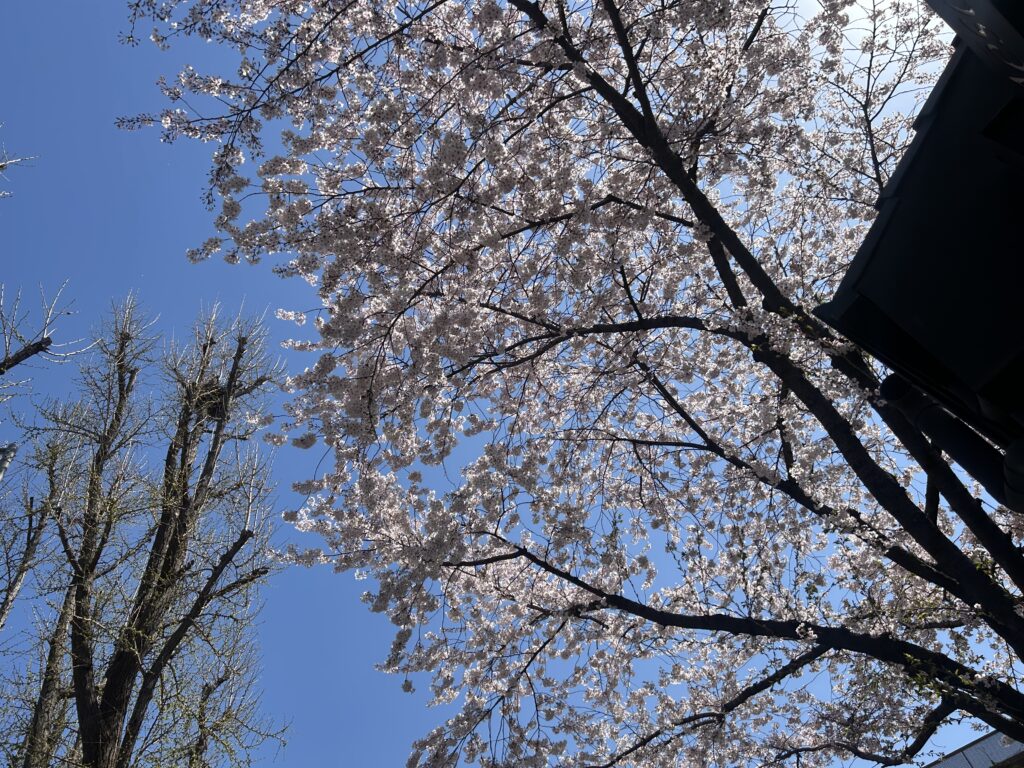 the entirety of South Korea is draped in a sea of drifting cherry blossoms.