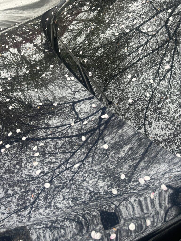 The petals of cherry blossoms fall down because of the wind and rain