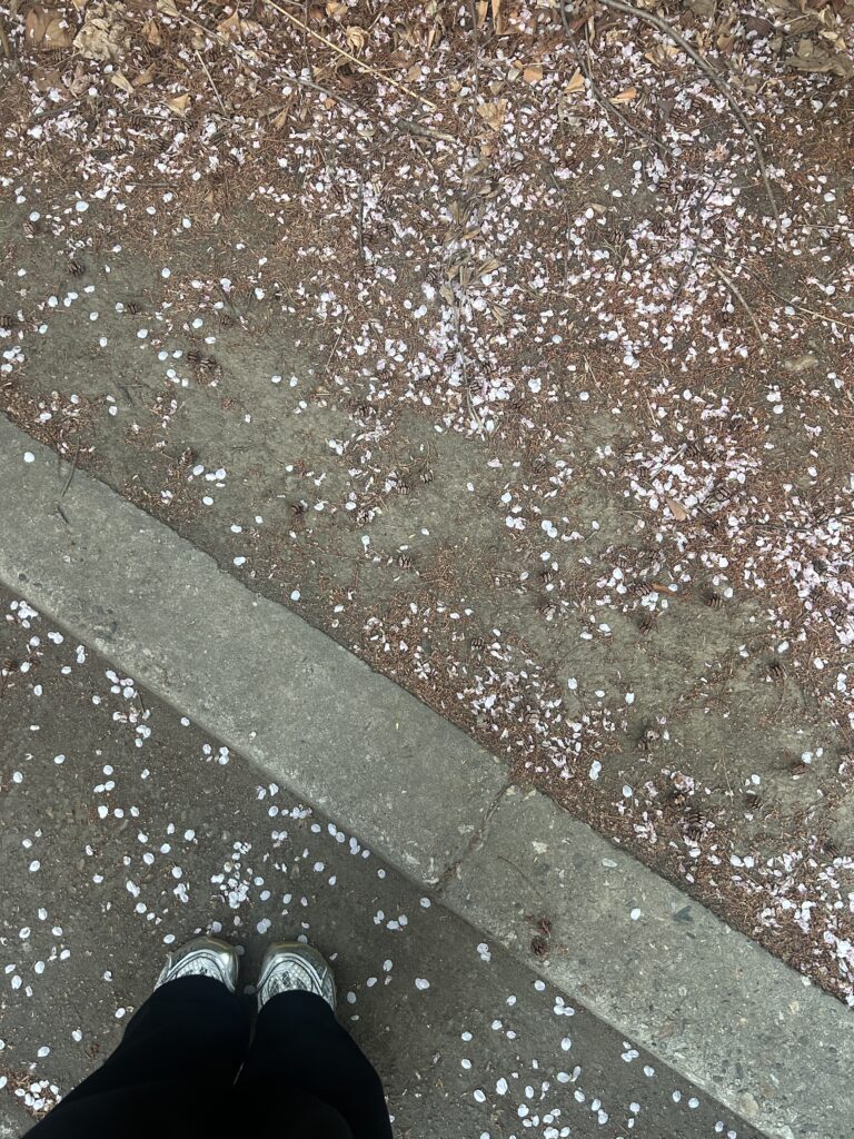 The petals of cherry blossoms fall down because of the wind and rain