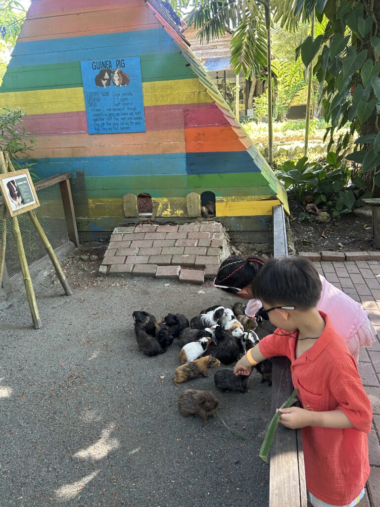 Interactive animal feeding and petting experience for families at the South Farm, Bohol.