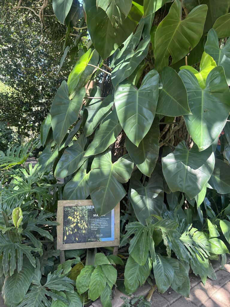 Mango Trees at the South Farm in Bohol.