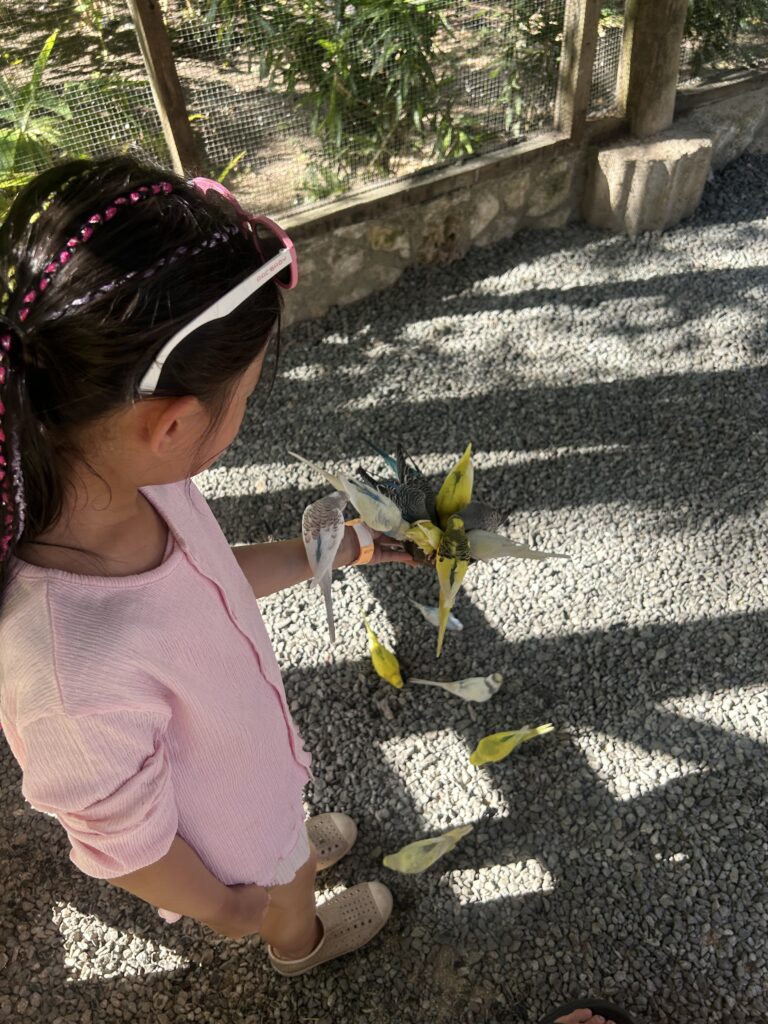 Interactive animal feeding and petting experience for families at the South Farm, Bohol.