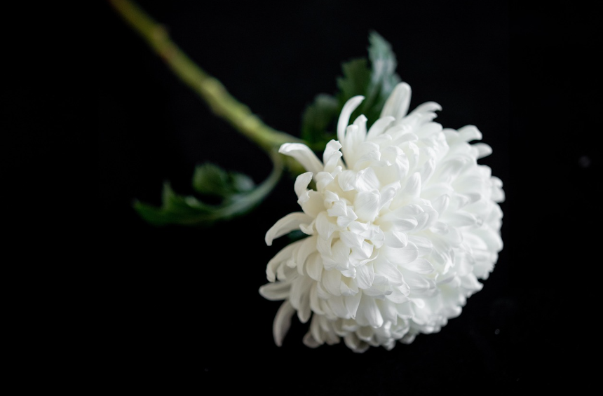 The Korean Gifting Culture: White chrysanthemum flowers representing Korean funeral etiquette and condolence traditions.