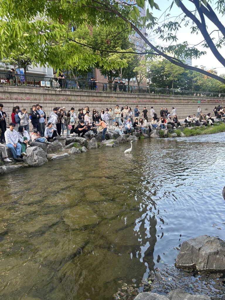 Seoul Travel Guide: A resident gray heron, the famous local celebrity bird of Seoul, standing near the waterfront of a Han River park.