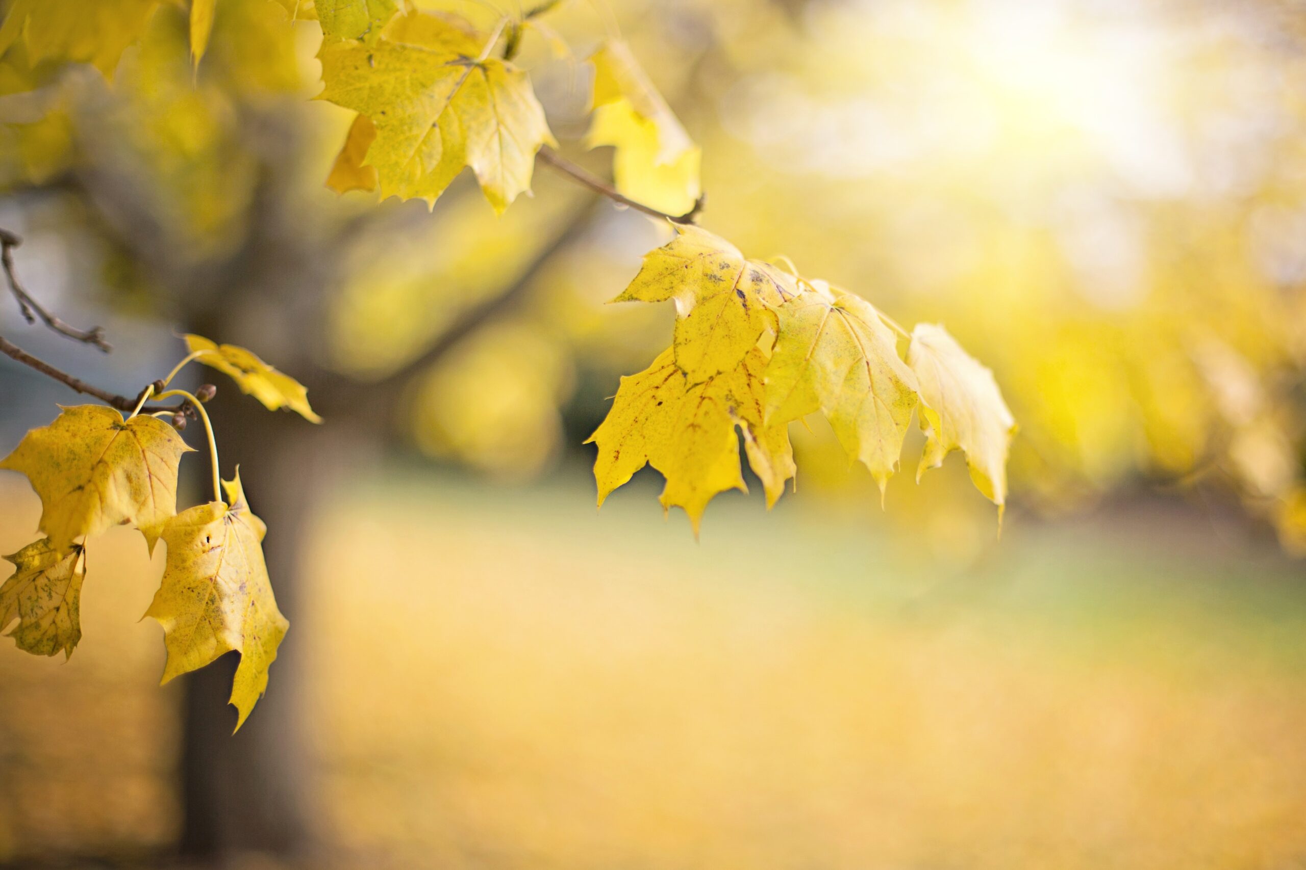Close-up of leaves glowing in warm sunlight, symbolizing Korean seasonal weather