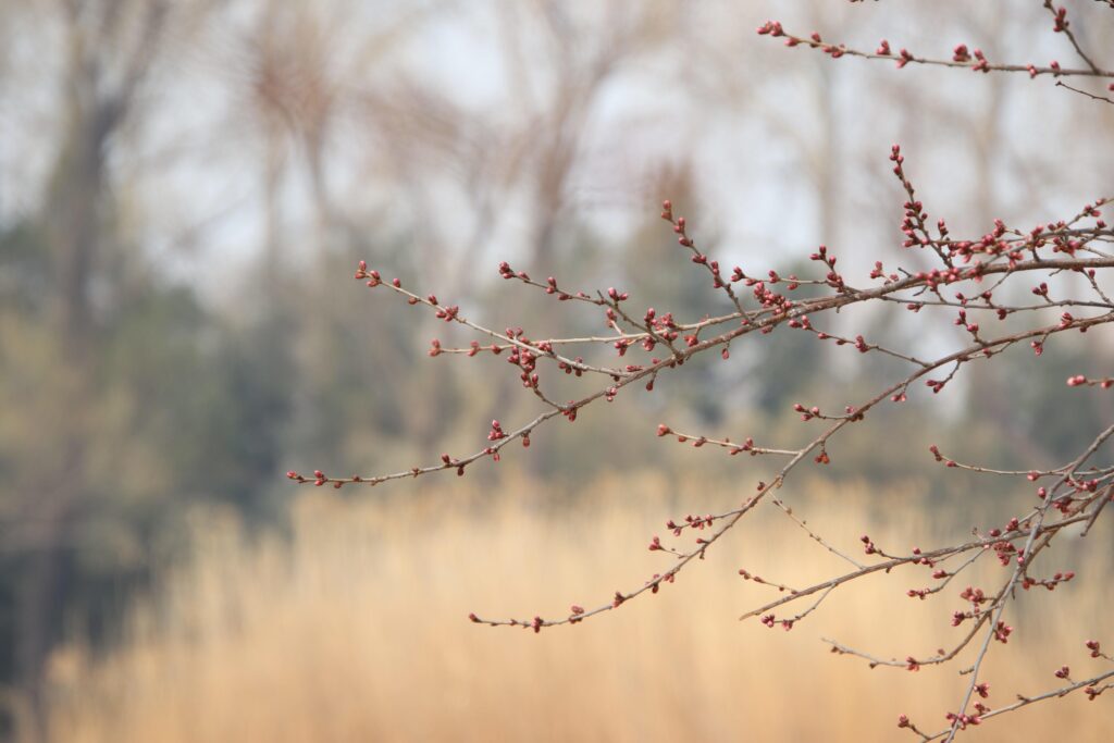 Fresh green sprout emerging from the soil, symbolizing the beginning of spring in Korea
