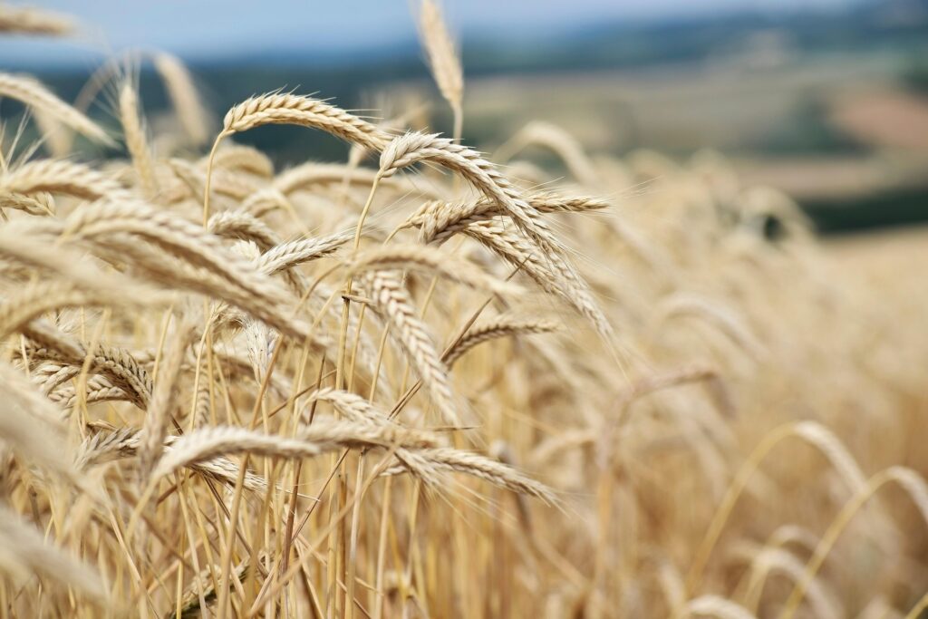 Golden rice stalks bowing in the wind, a classic sign of the autumn harvest season in Korea
