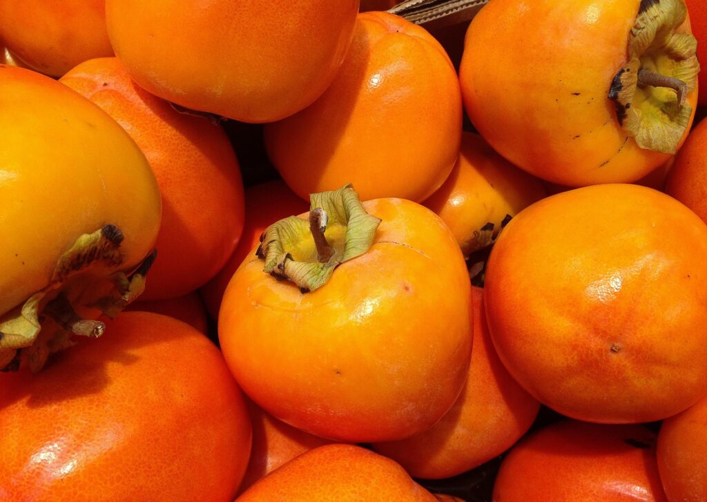 Fresh orange Korean persimmons hanging on a tree, a symbol of autumn and seasonal desserts